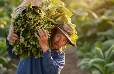 Different Ways Tobacco is Cultivated for Cigar Production